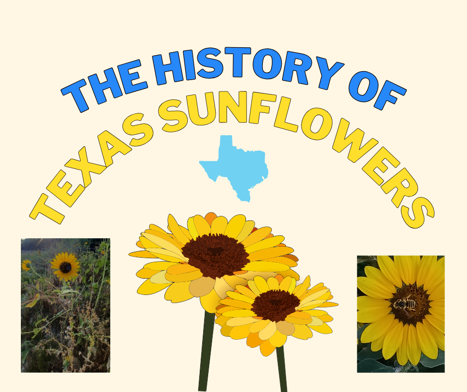 cooking with texas sunflowers: maximilian