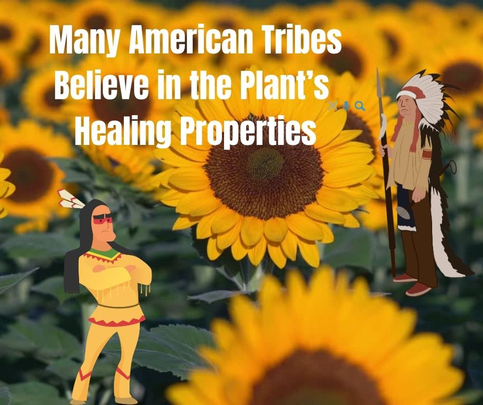 many Indian tribes believe in sunflowers: healing properties